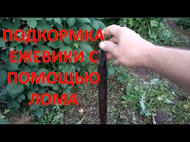 ОТ ТАКОЙ ПОДКОРМКИ ЕЖЕВИКИ БУДЕТ МОРЕ!!! Удобрение для ежевики. Выращивание ежевики.