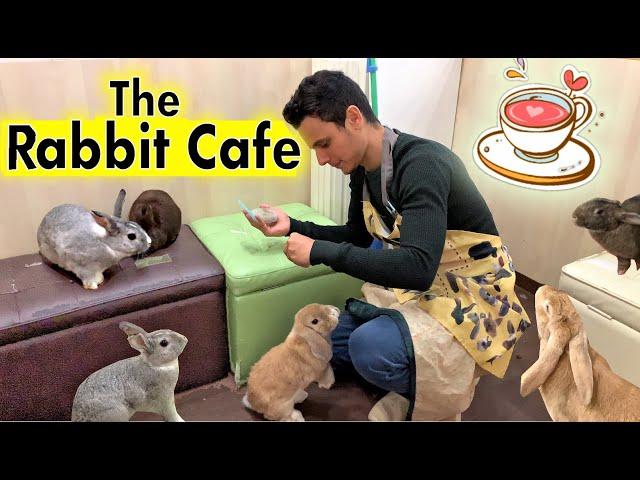 The Rabbit Cafe Tokyo Japan | Bunny Cafe Japan | Usa Cafe Mimi