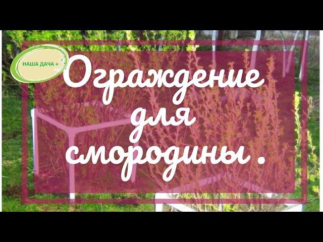 Огрождение смородины из полипропиленовой трубы. Видищев Геннадий