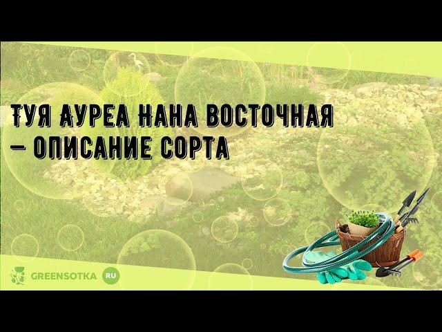 Туя Ауреа Нана восточная  — описание сорта