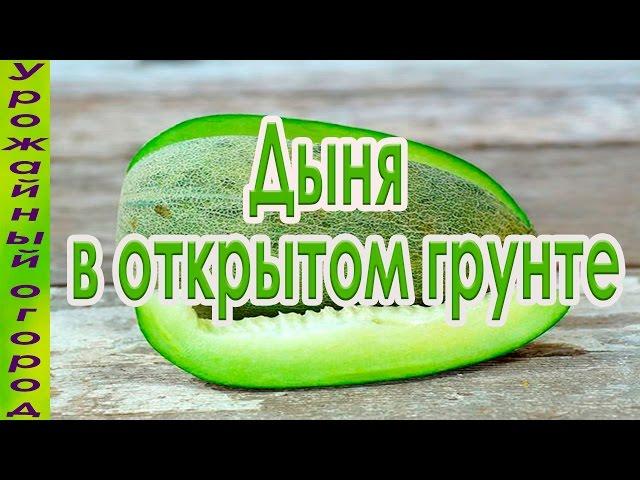 ВЫРАЩИВАНИЕ ДЫНЬ В ОТКРЫТОМ ГРУНТЕ!