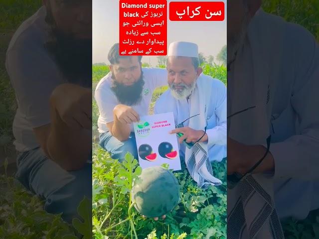 سن کراپ| Diamond super black| #suncrop #seminis #vegetablefarming #agriculture @Abidaliagrarian