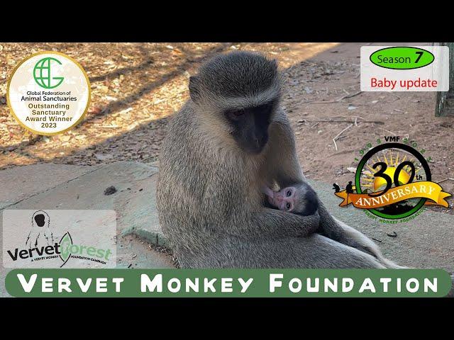 Baby update season seven the next group of 10 baby monkey arrivals