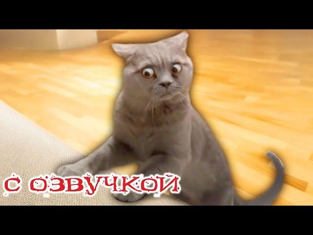 Funny animals! Funniest Cats and Dogs - 160