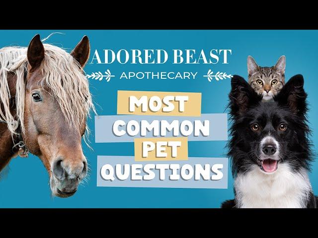 Common Pet Product Questions Answered with Adored Beast Apothecary