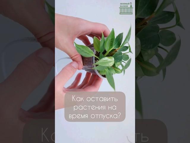 КАК НАДОЛГО ОСТАВИТЬ МАЛЕНЬКИЕ РАСТЕНИЯ НА ВРЕМЯ ОТПУСКА? /  #plants