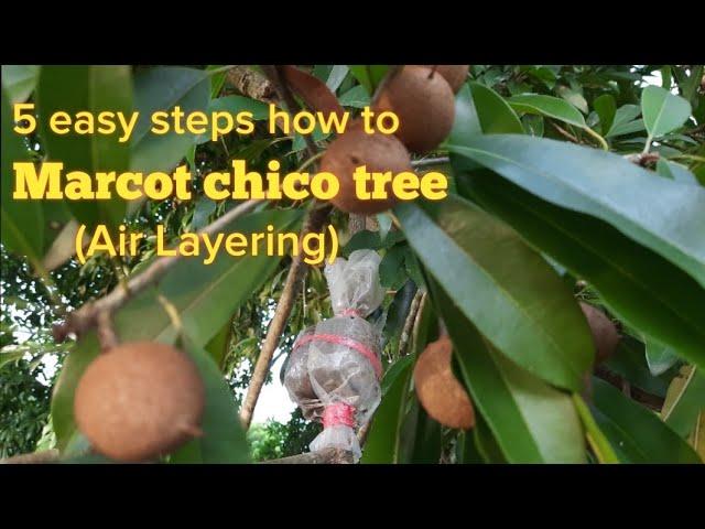 5 easy steps how to Marcot Chico tree or sapodilla tree. English Subtitle