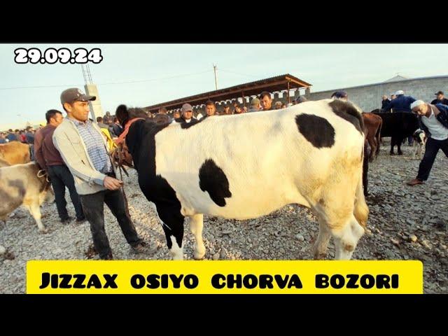 JIZZAX OSIYO MOL QO'Y BOZORI NARXLARI ЖИЗЗАХ ОСИО ЧОРВА НАРХЛАРИ #жиззах #rek #ozod