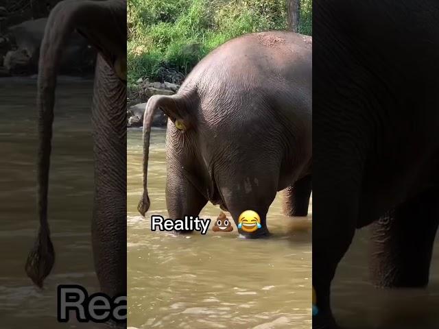 Thailand vs reality  #shorts #travel #thailand #thai #elephant #poop #funny #travelthailand