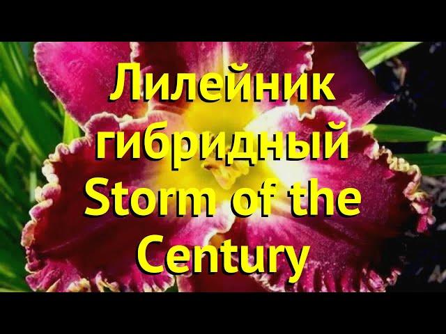 Лилейник гибридный Сторм оф зе Сенчури. Краткий обзор hemerocallis hybrida Storm of the Century