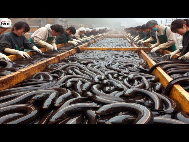 Japan Eel Farm - Japanese Farmer Raise Millions of Eels for Meat This Way