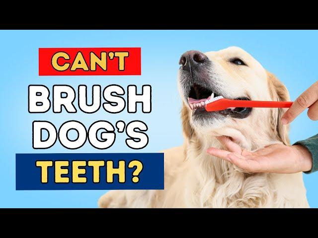 Dog Dental Care Without Brushing