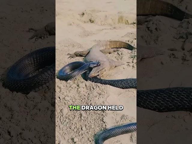 Komodo Dragon vs. King Cobra.#animals #wildlife #komodo #king