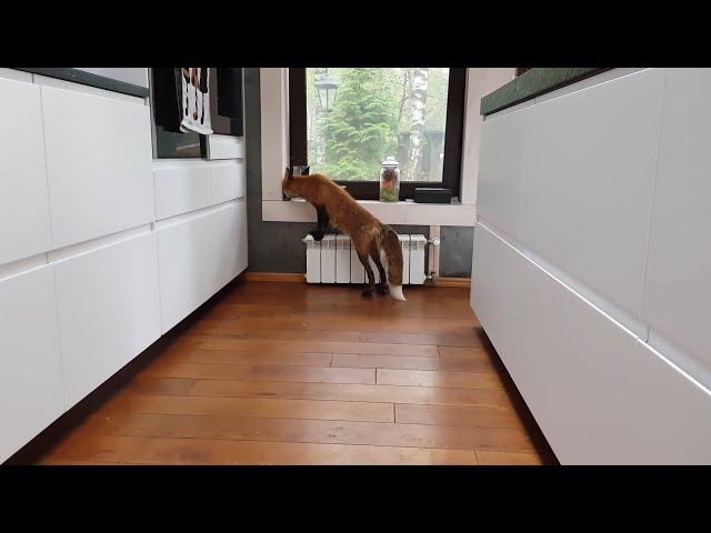 Alice the fox. Fox is putting things in order in the kitchen.
