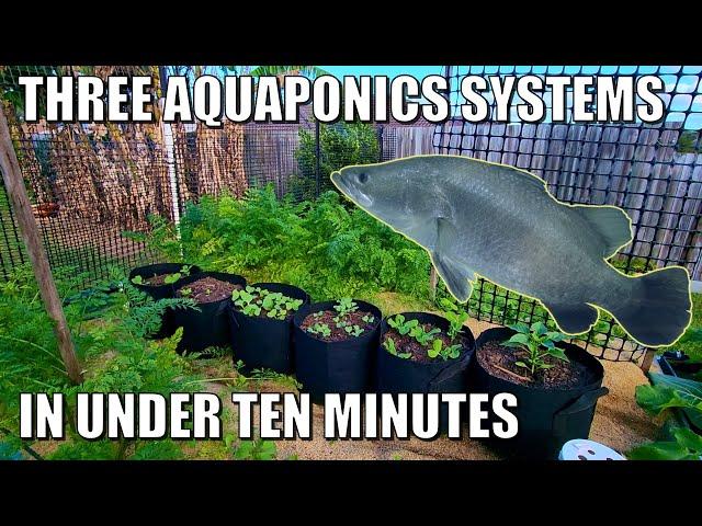 THREE Aquaponics Systems | A Sneak Peek....