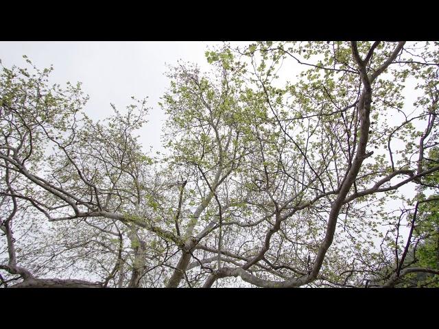 Time-Lapse Showing Seasonal Changes on a Giant London plane Tree