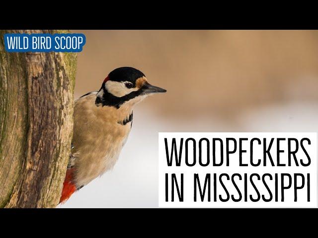 Woodpeckers In Mississippi: 8 Species You'll Want To Look For