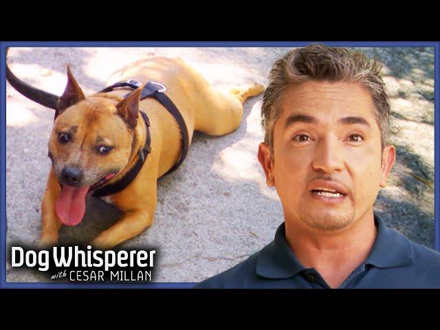 Feisty Bull Terrier Is Impossible To Walk | Dog Whisperer With Cesar Millan