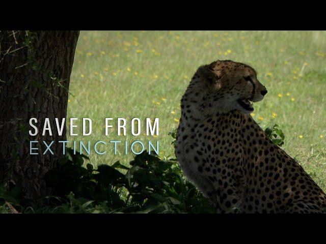 Saved From Extinction: Cheetah