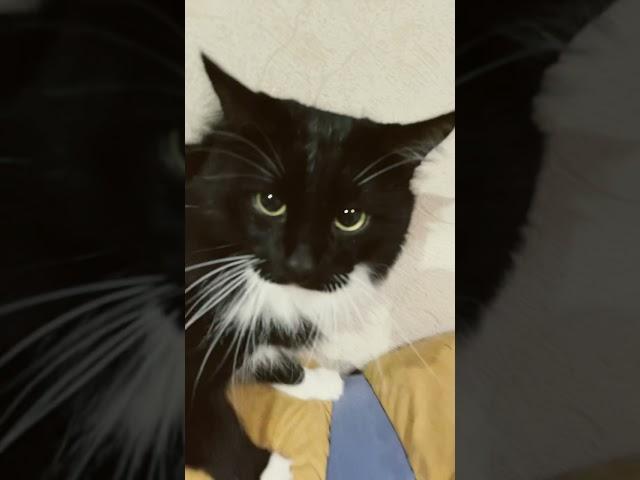 Котище проснулся