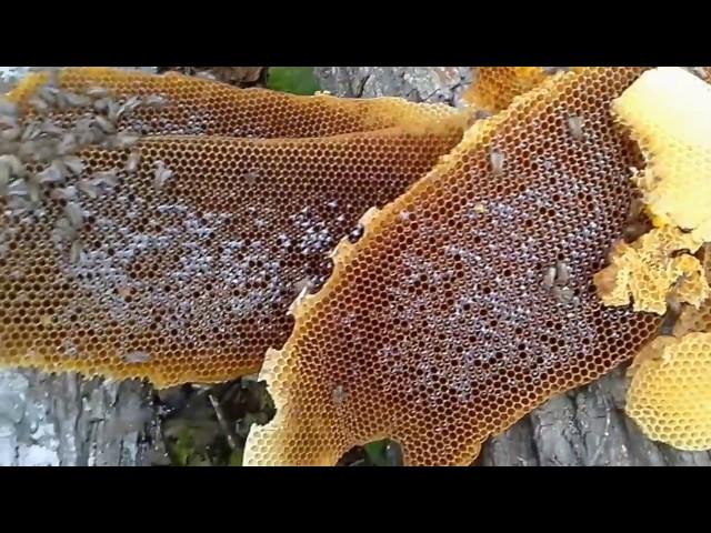 Дикий мёд в Уральских горах (Wild Honey from The Urals)