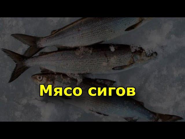 Мясо сигов- польза, вред и свойства