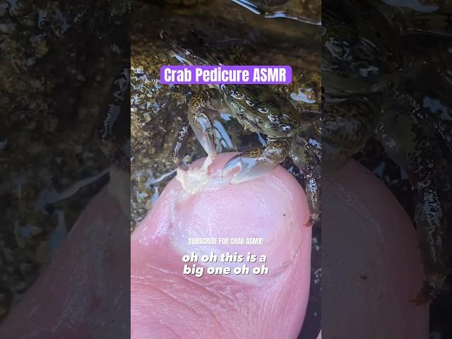 Crab Pedicure ASMR Sounds!!! #shorts