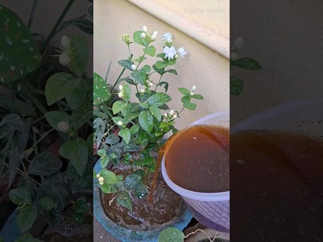 Tea leaves liquid fertilizer for any plants #fertilizer #lipshaworld #plants #floweringplants