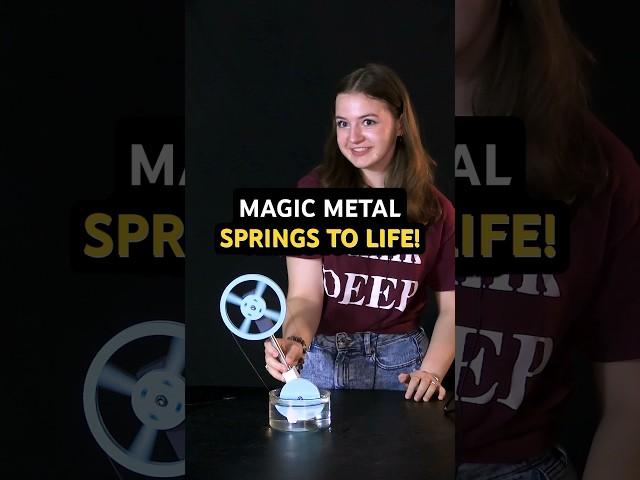 Magic metal springs to life from heat! But how?? #shorts #tamu #science