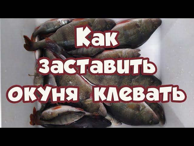 Как ЗАСТАВИТЬ ОКУНЯ КЛЕВАТЬ !!! Рабочий СПОСОБ Ловли Окуня зимой КОГДА не КЛЮЁТ !!!