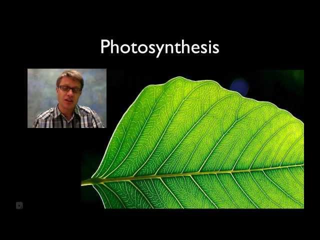 Photosynthesis