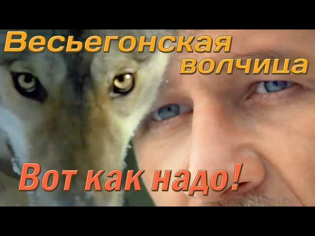 Весьегонская волчица