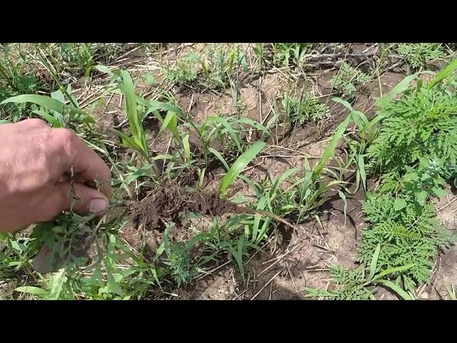 Суданская трава No till