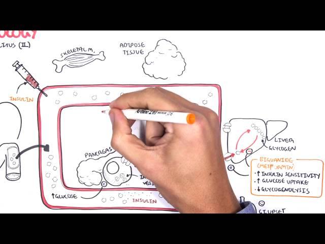 Pharmacology - Diabetes Medication