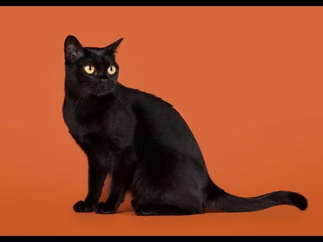 ozzy - dreamer (yucky edit)