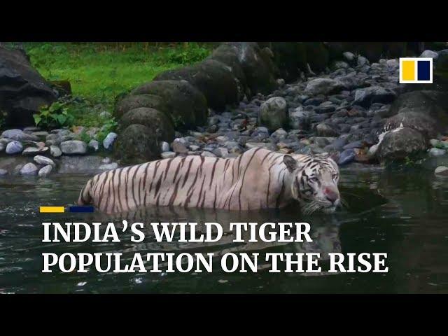 India's wild tiger population has risen to 3,000