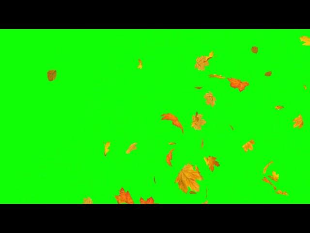 Leaves falling Green Screen