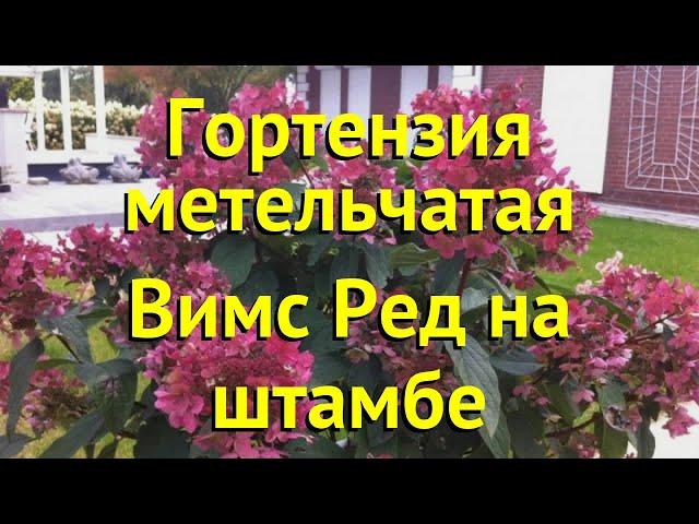 Гортензия метельчатая на штамбе Вимс Ред. Краткий обзор, описание hydrangea paniculata Wim’s Red