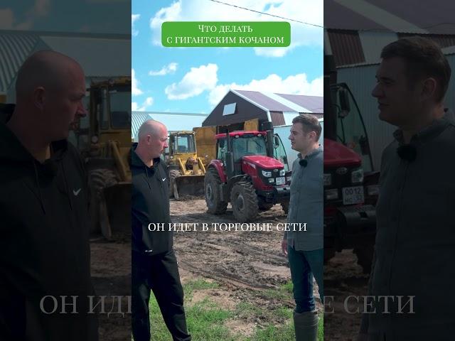 Куда идет очень большая КАПУСТА? Овощеводство как бизнес. Сельское хозяйство