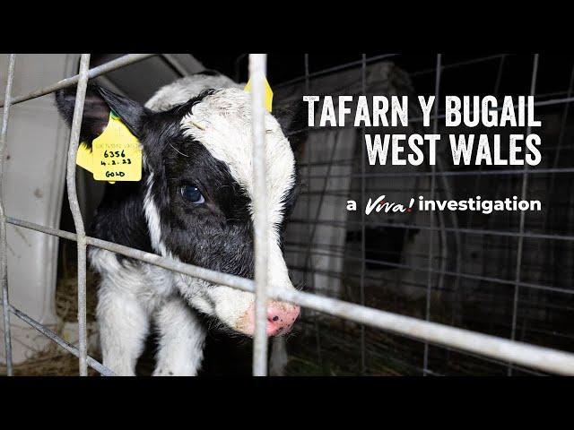 Tafarn Y Bugail - A dairy farm exposé