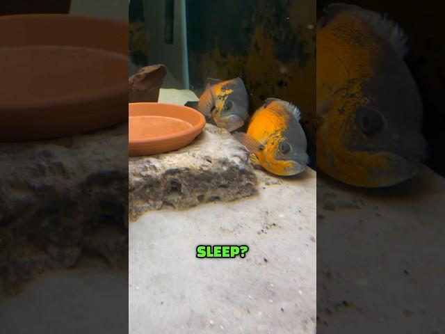 My Oscar Fish Lay Down to Sleep? 