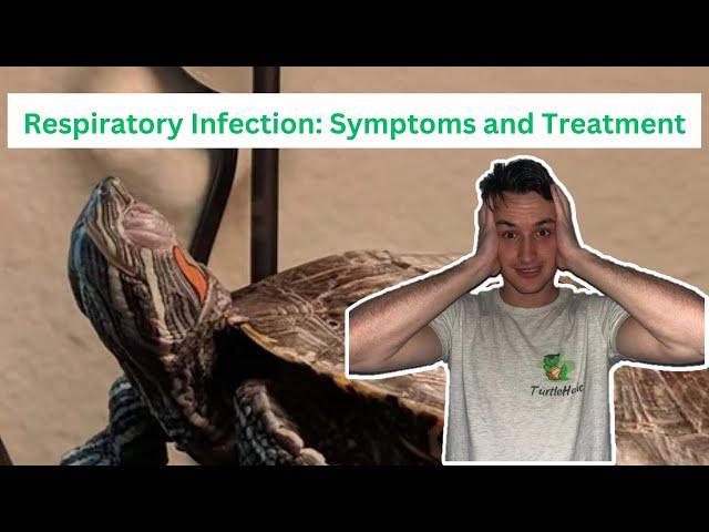 Respiratory Infection in Turtles: Symptoms and home treatment