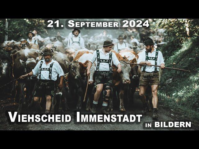 Viehscheid Immenstadt in Bildern | 21. September 2024