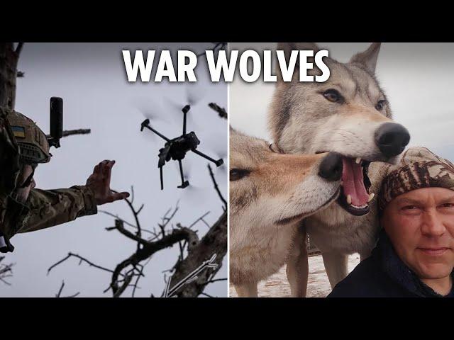 Putin deploys WOLVES on Ukraine front line as beasts howl at sound of kamikaze drones