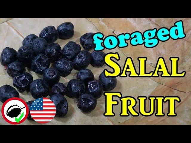 Salal Berry Review (Gaulthoria shallon) - Weird Fruit Explorer Ep. 328