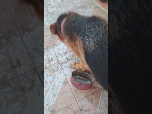 perros chidos ladran y se pegan por mi culpa + tierra que trajeron los perros de la acequia #alexbb