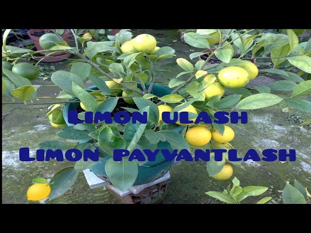 Issiqxona uchun Limon kochatini tayyorlash va limon kochatini payvantlash