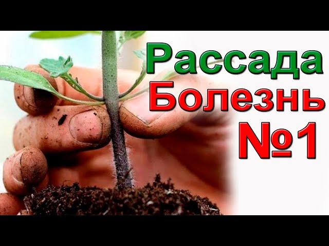 Черная ножка рассады. Не пропустите.