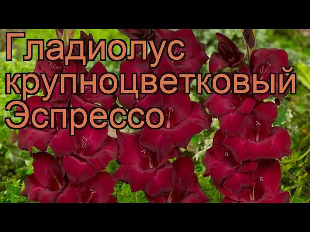 Гладиолус крупноцветковый Эспрессо (gladiolus)  обзор: как сажать, рассада гладиолуса Эспрессо