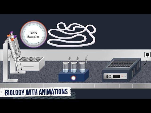 Southern Blot Method - Animated Video
